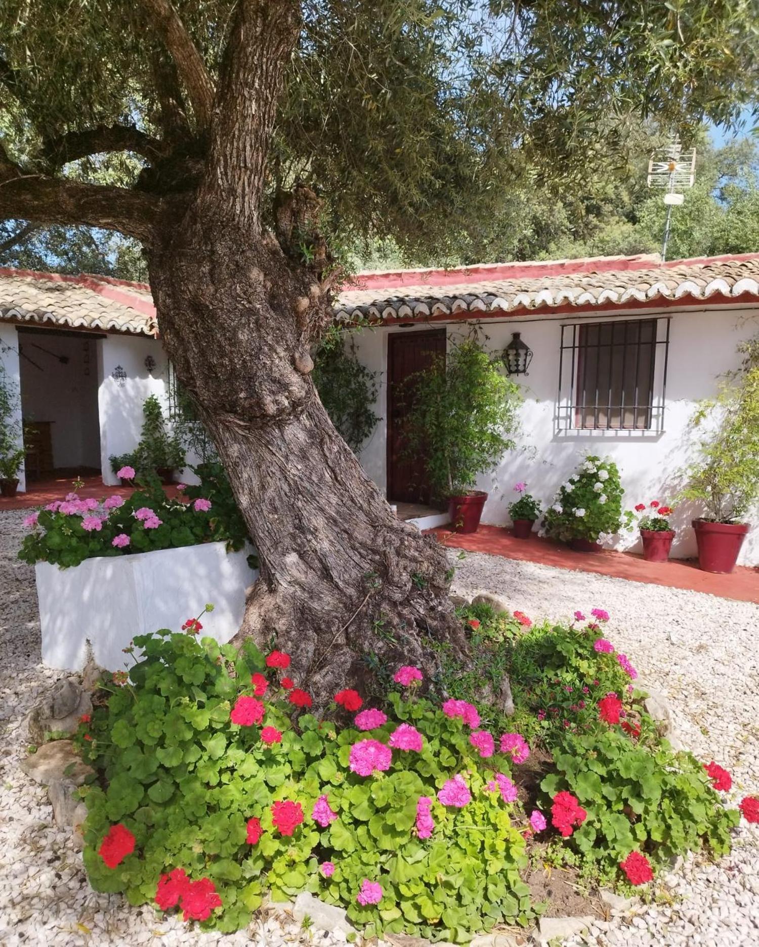 Casa Abanto Villa Ronda Buitenkant foto